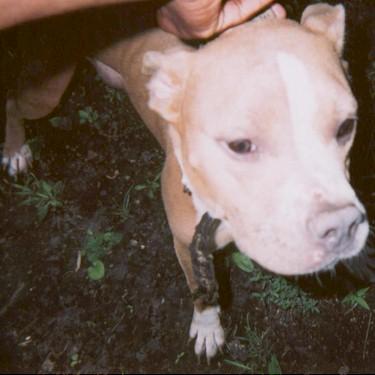 All Out Kennels Jamila Pit Bull.jpg